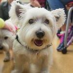 Small, white dog looking at the camera.